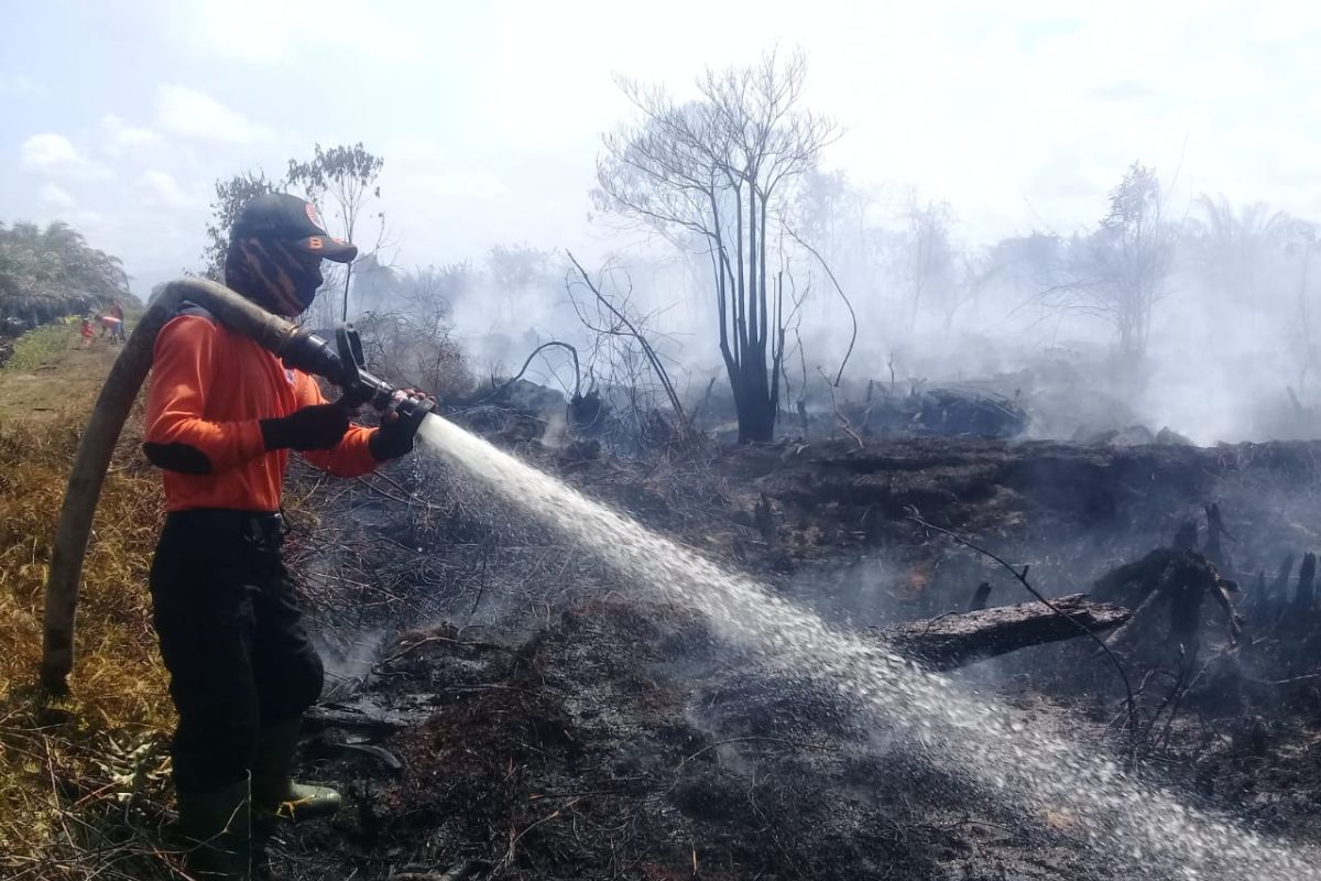Api yang membakar lahan perkebunan di Agam dipadamkan oleh hujan