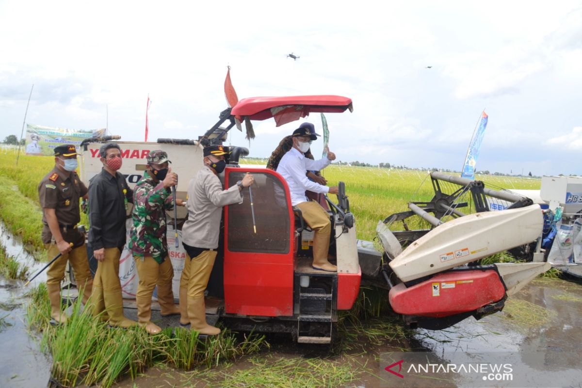 Batola kembali panen padi unggul