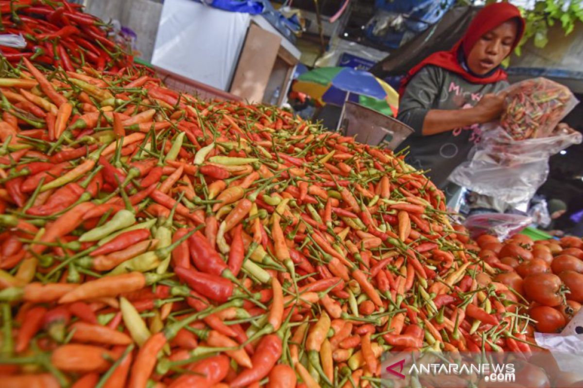 Belitung genjot produksi cabai untuk penuhi kebutuhan lokal