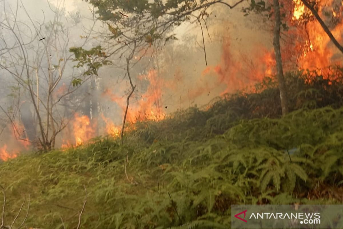 Puluhan hektare kawasan hutan di Batam terbakar