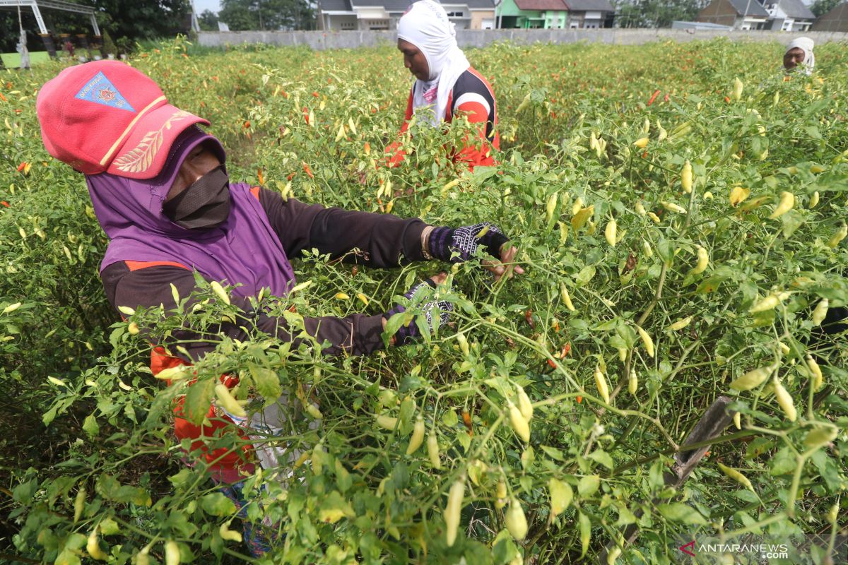 Harga cabai rawit di Situbondo melonjak hingga Rp120.000 per kilogram