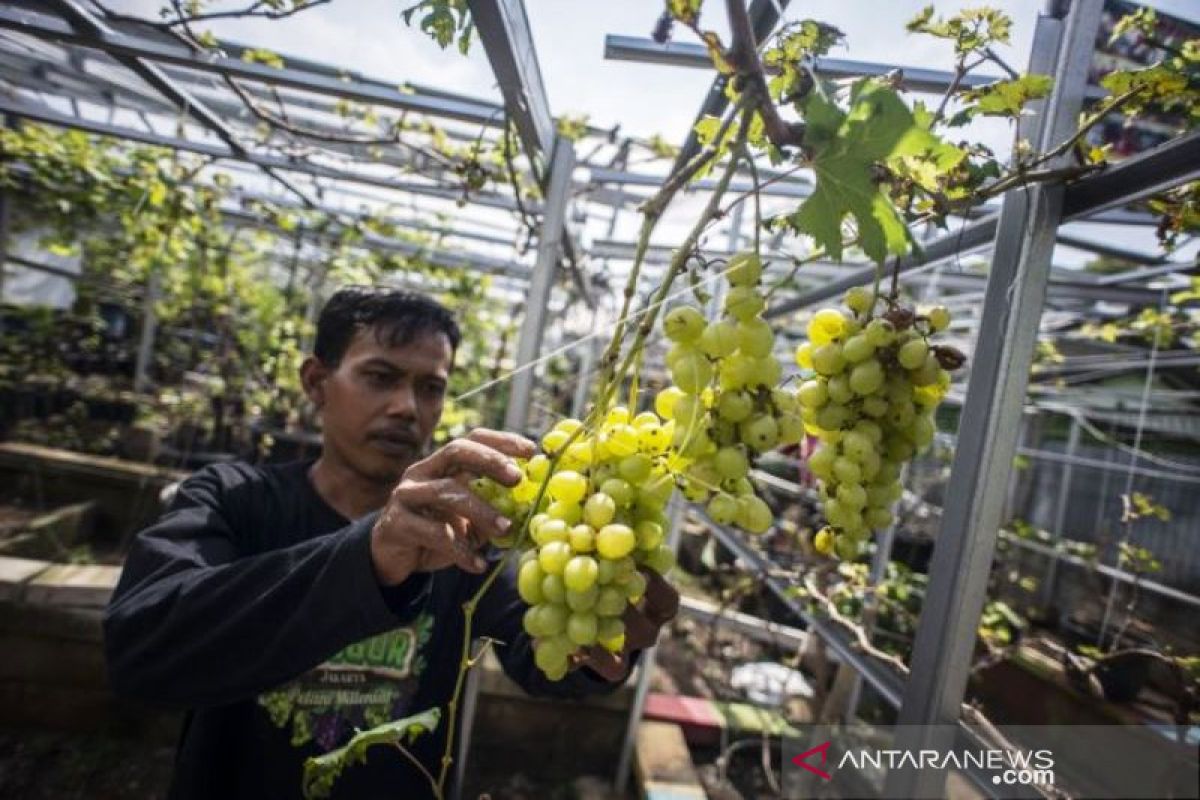 Budidaya Tanaman Anggur Di Jakarta Timur