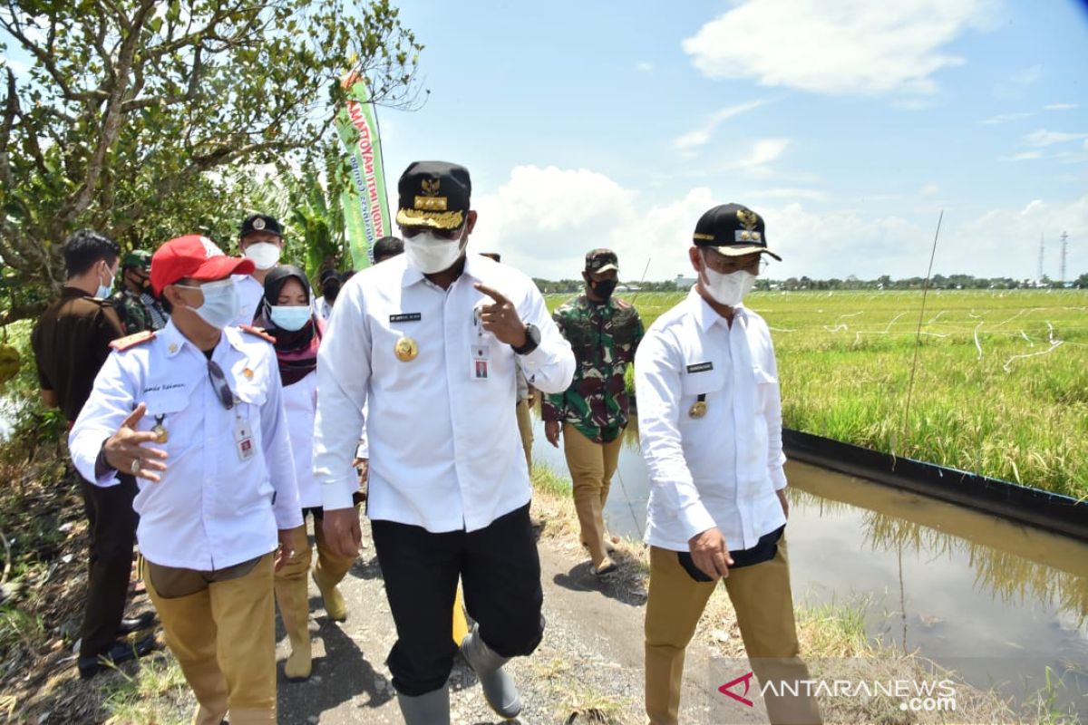 Penjabat Gubernur Kalsel panen padi unggul di Batola