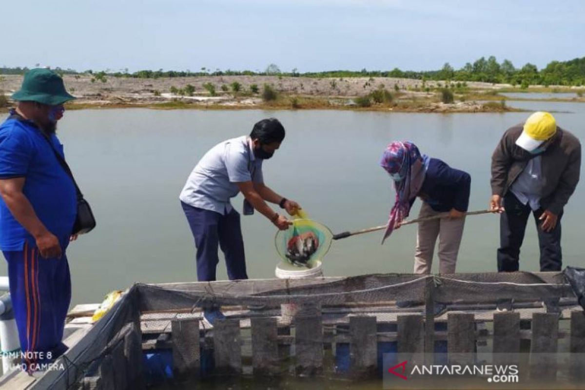 Kelompok Lingkungan Bangka - PT Timah panen kakap putih