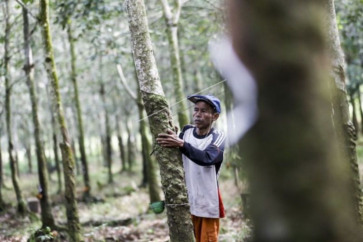 Harga karet di Sumatera Selatan  terus naik