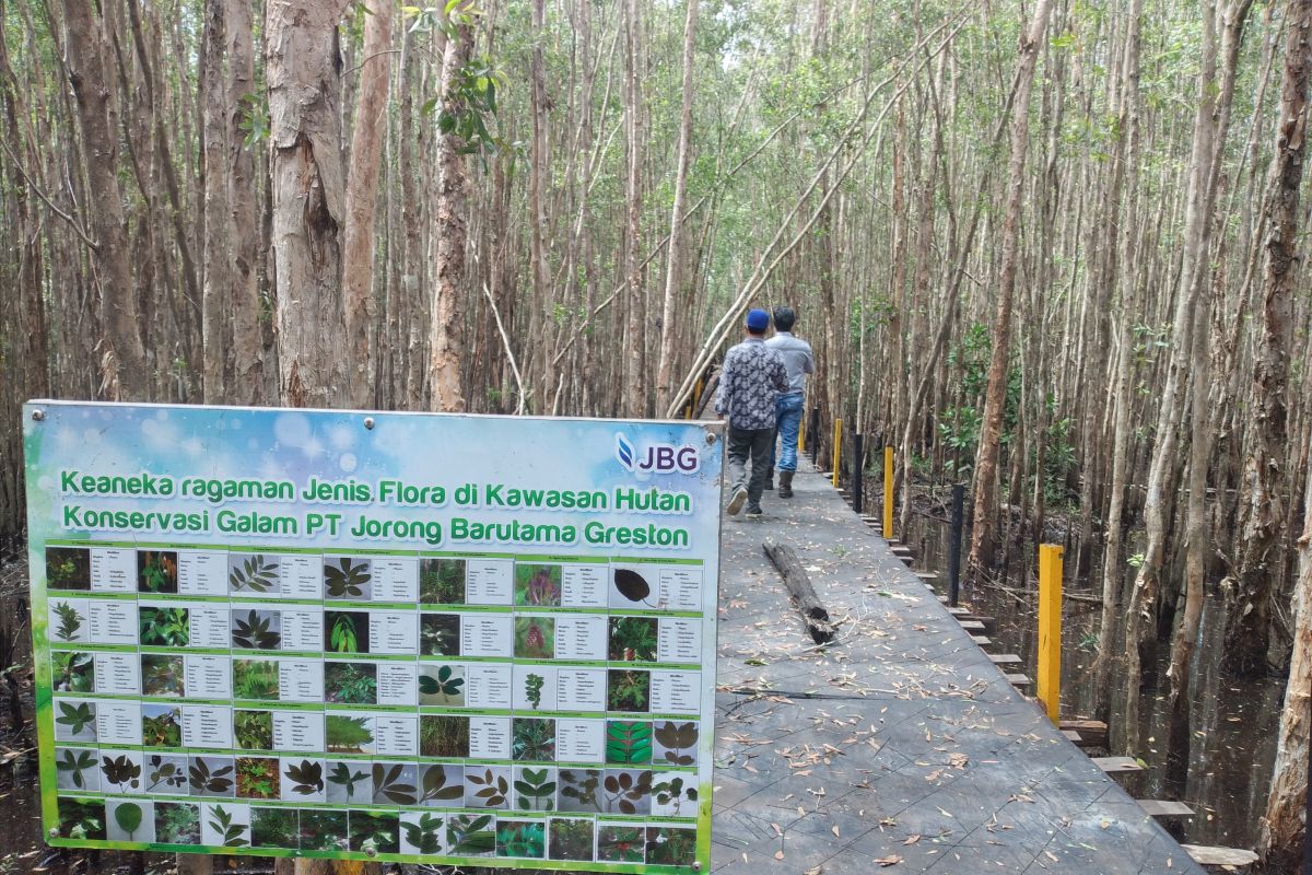 PT JBG miliki konservasi kayu galam 50 hektare