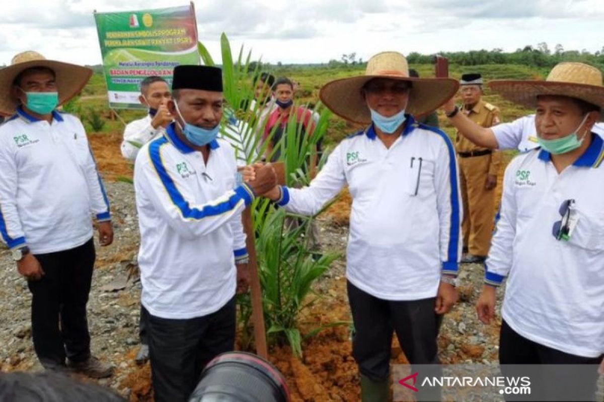 Pemerintah alokasikan dana replanting 4.200 ha sawit di Nagan Raya