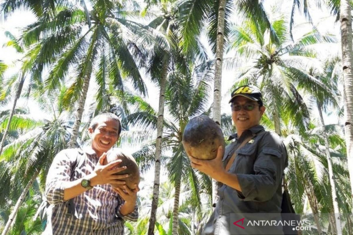 Harga kelapa bulat di Kubu Raya capai Rp2.300 per butir saat pendemi