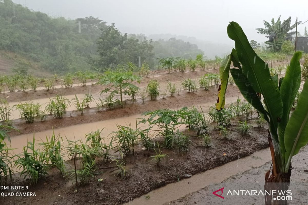 Petani Lebak kembangkan tanaman jahe di tengah pandemi COVID-19