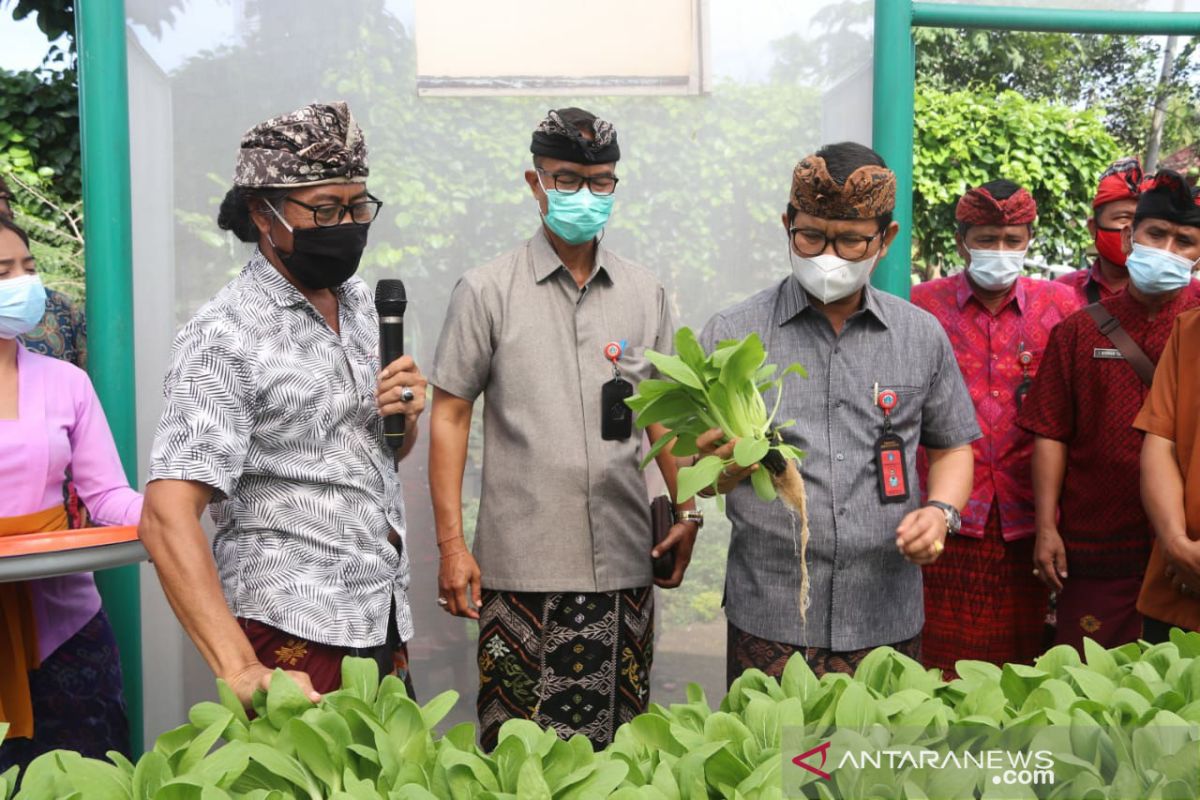 Pemkab Badung dorong masyarakat budidayakan hidroponik di tengah pandemi