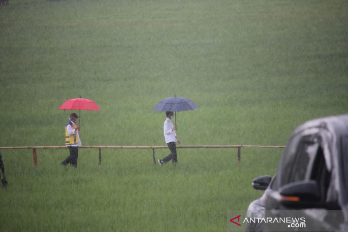 Pengamat optimistis Indonesia mampu swasembada beras