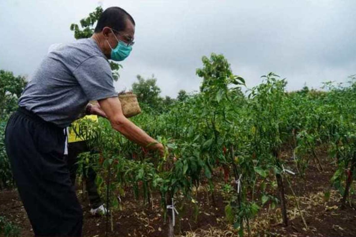 Bupati Magetan mendorong petani cabai perluas lahan tanam