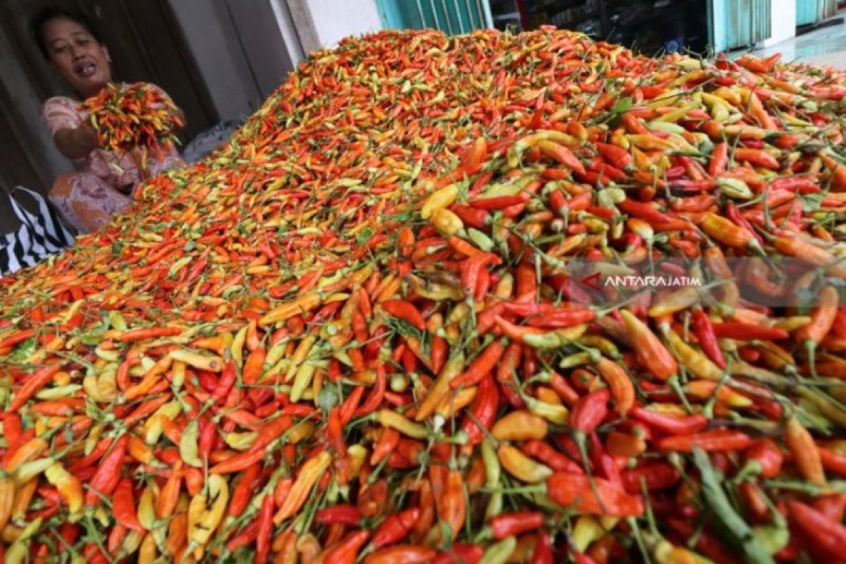 Kadisperindag sebut kenaikan cabai di Jatim dipicu tingginya curah hujan