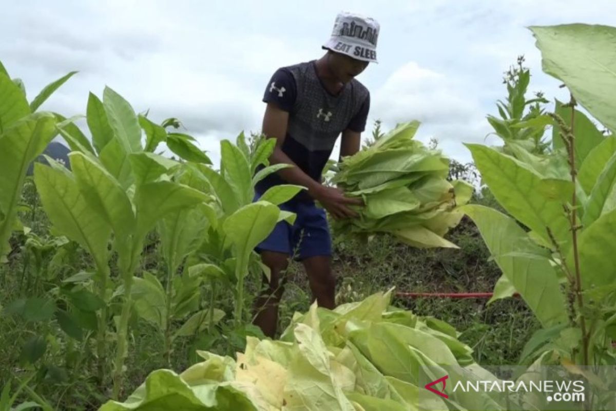 Petani di lereng Gunung Sinabung kembangkan tembakau berkualitas