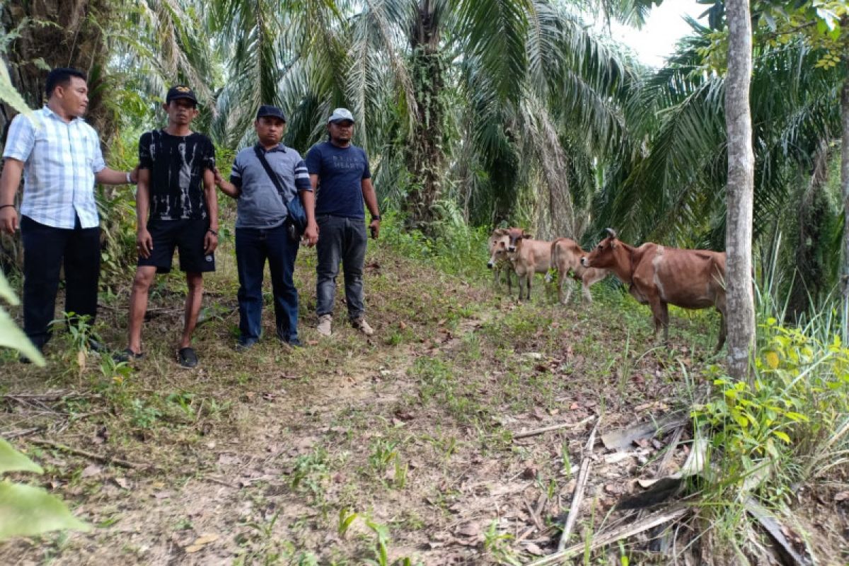 Pelaku pencurian empat ekor lembu betina ditangkap Polsek Besitang