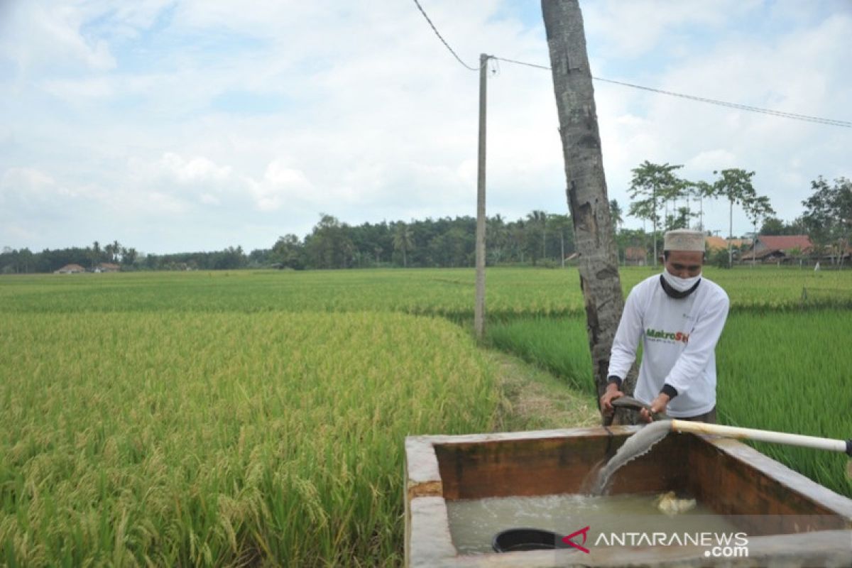 Menuai Berkah Listrik Masuk Sawah