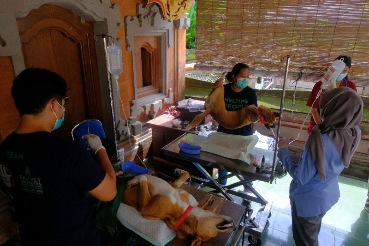 Distan Denpasar targetkan 80 persen anjing divaksin rabies (video)