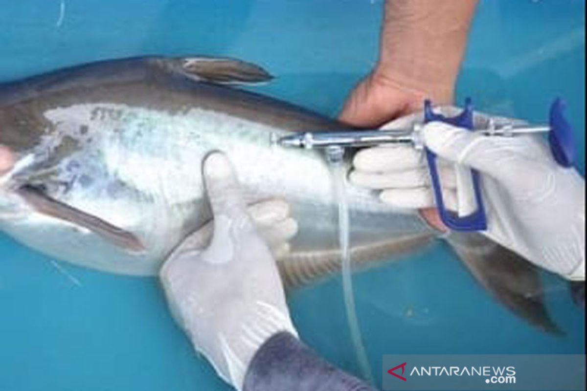KKP libatkan lembaga INFHEM dalam kelola kesehatan ikan