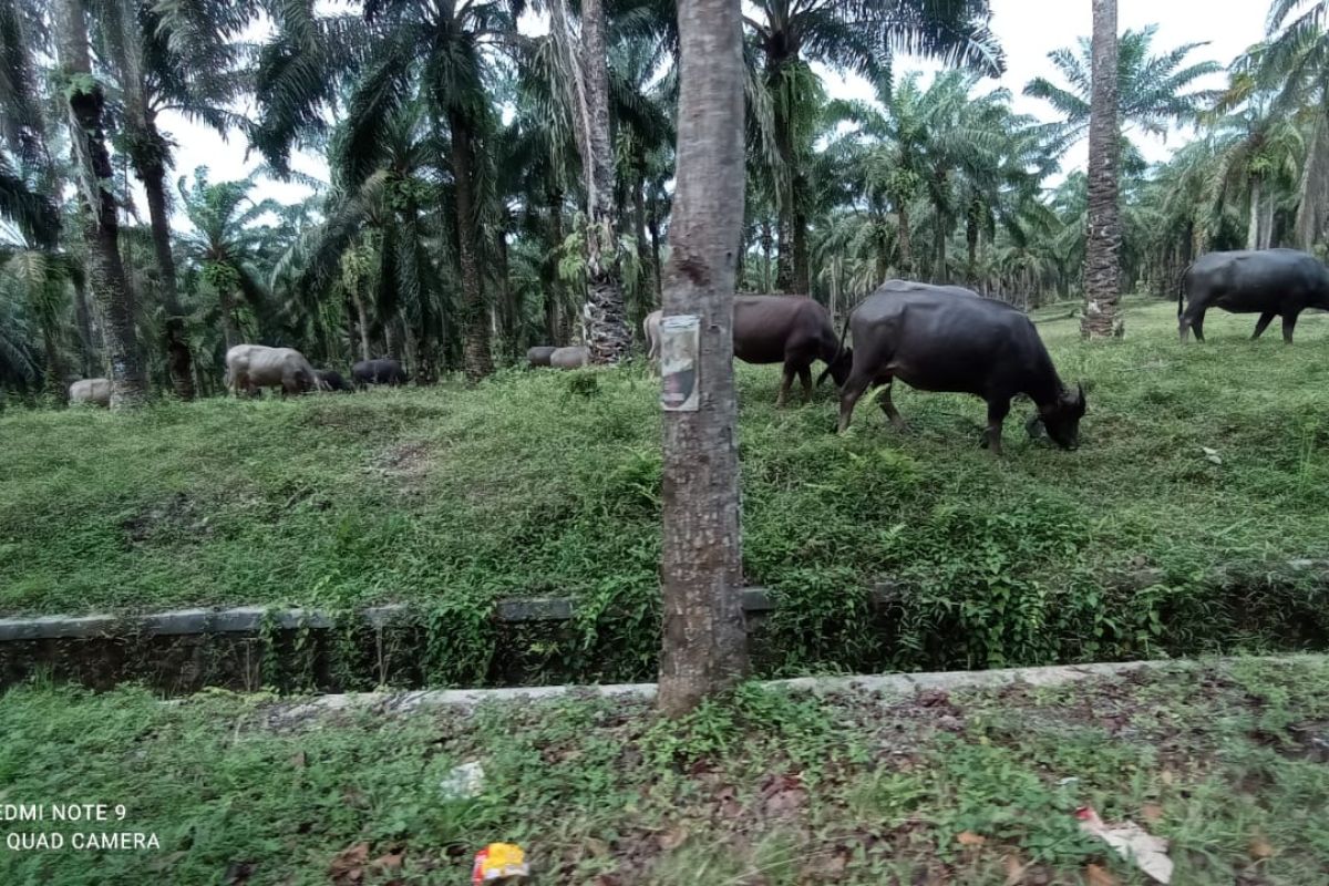 Pemkab Lebak optimalkan rekayasa  inseminasi buatan tingkatkan populasi kerbau