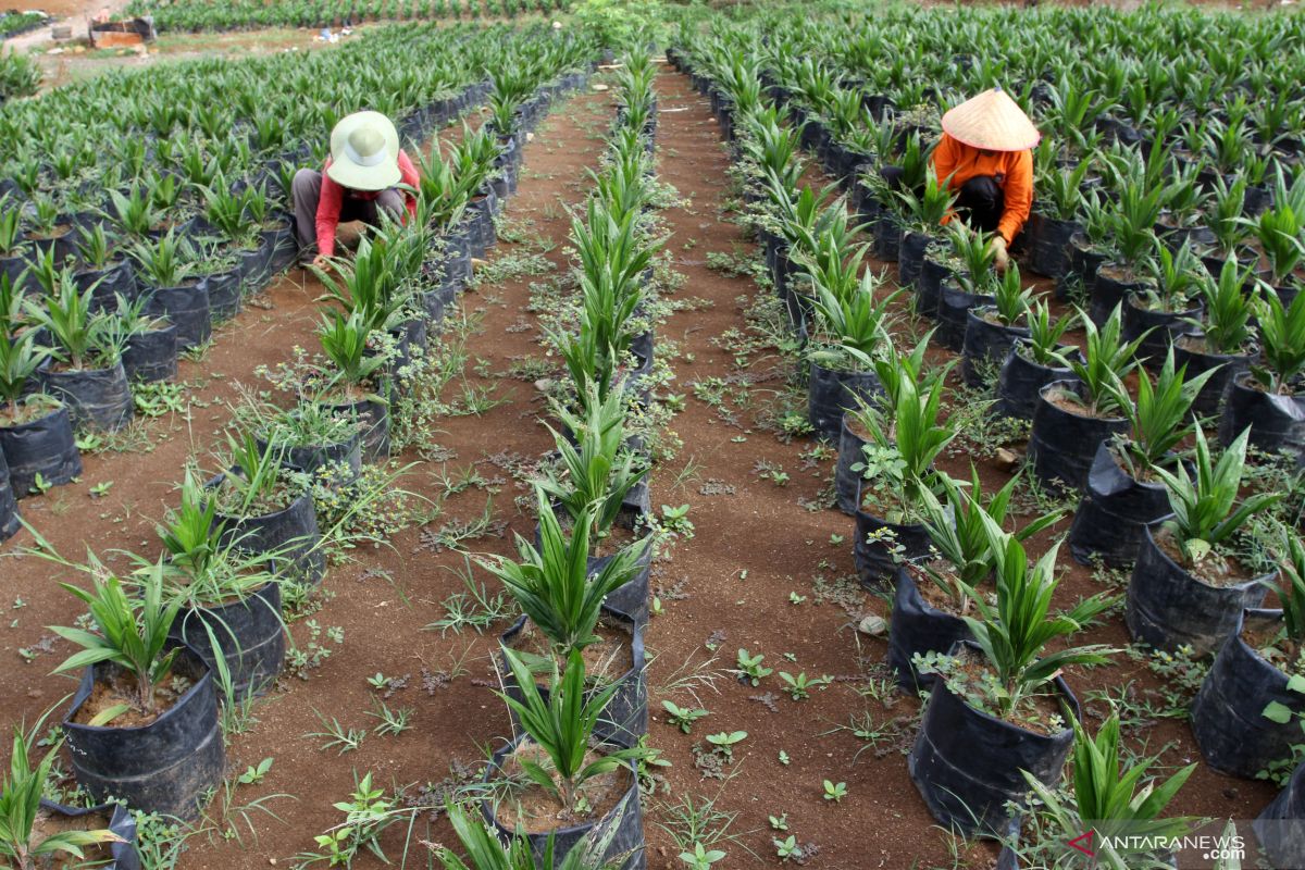 Riau remajakan 26.500 hektare lahan sawit