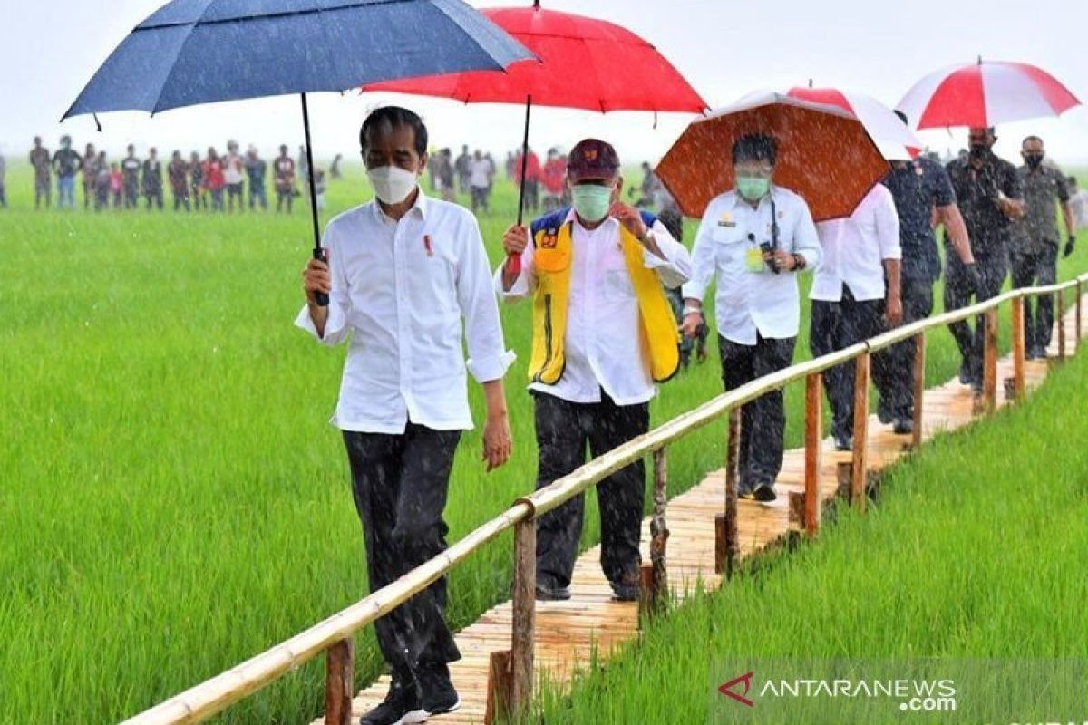 Pertani dipercaya oleh Pemerintah jadi pemasok benih padi bagi lumbung pangan di NTT