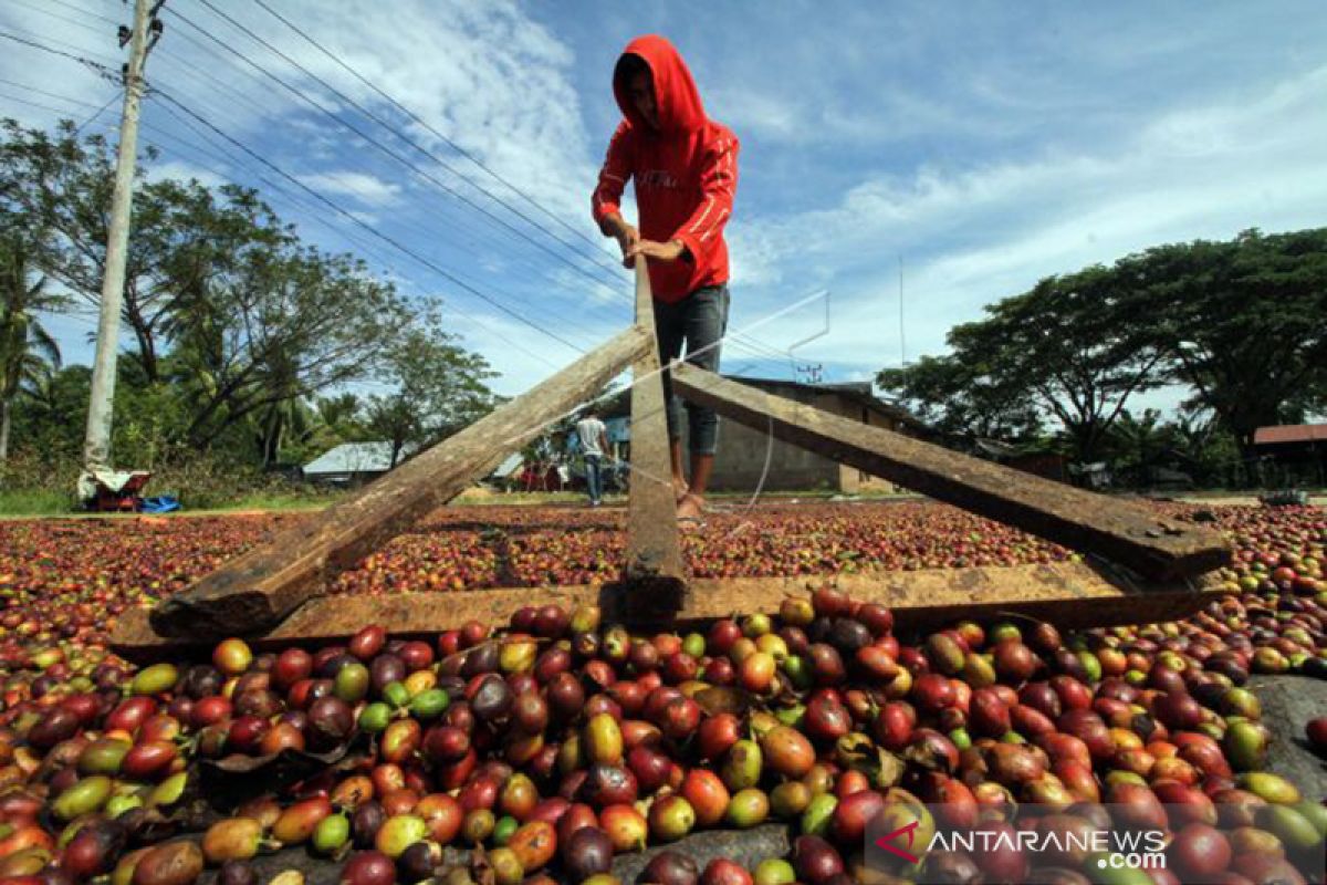 Manggarai  Timur ekspor  kopi robusta ke Belanda