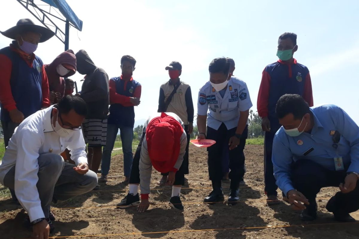 Warga binaan Lapas Palu ikuti asimilasi kebun