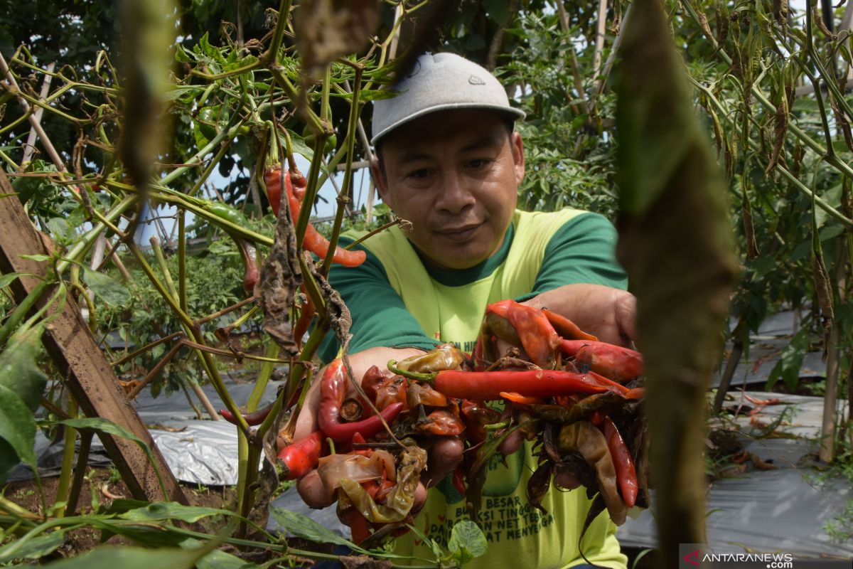 Bantu petani, Sleman lakukan gerakan pengendalian hama tanaman cabai