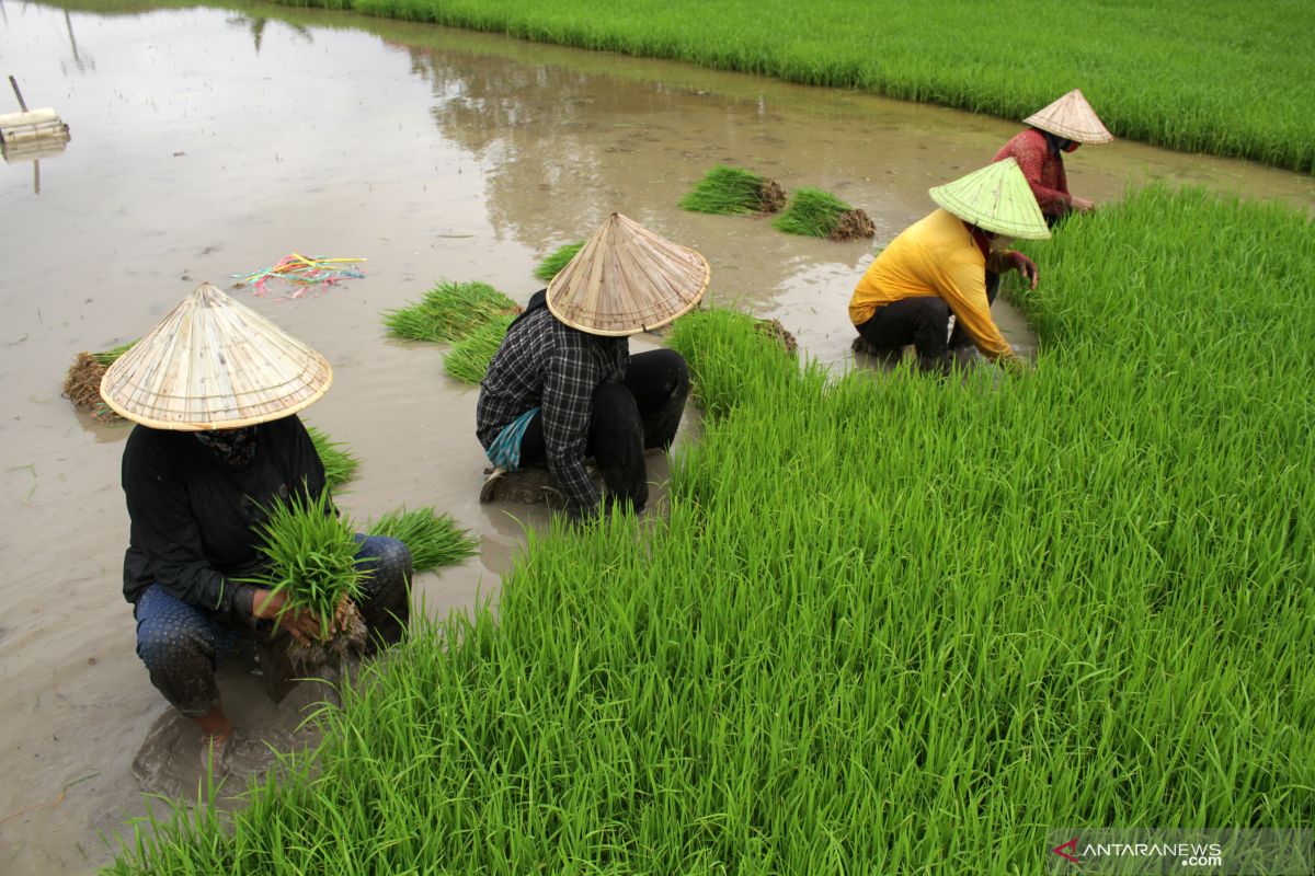 Upah nominal harian buruh tani Februari 2021  naik 0,35 persen