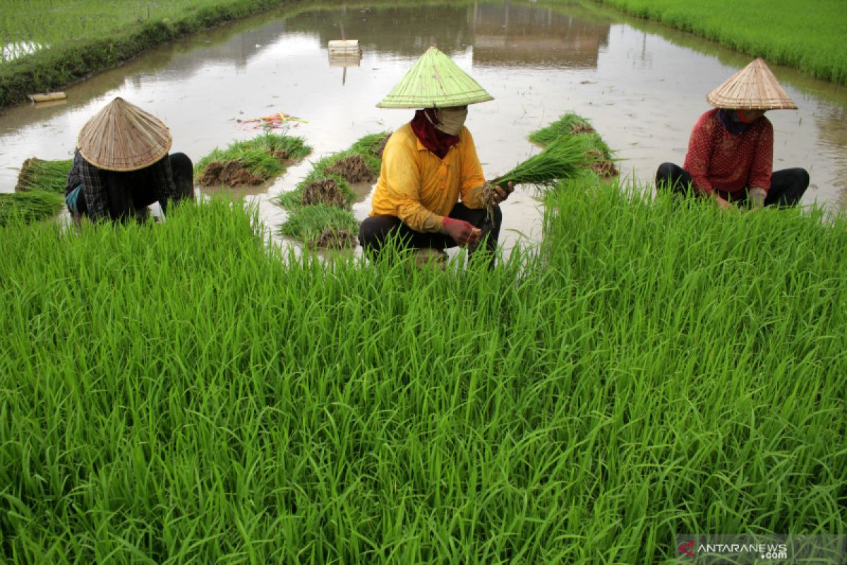 BPS: Upah nominal harian buruh tani naik 0,35 persen pada Februari