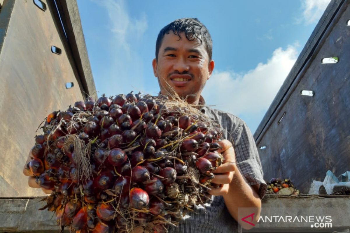 TBS kelapa sawit di Kalbar stabil diharga Rp2.000 per kilogram