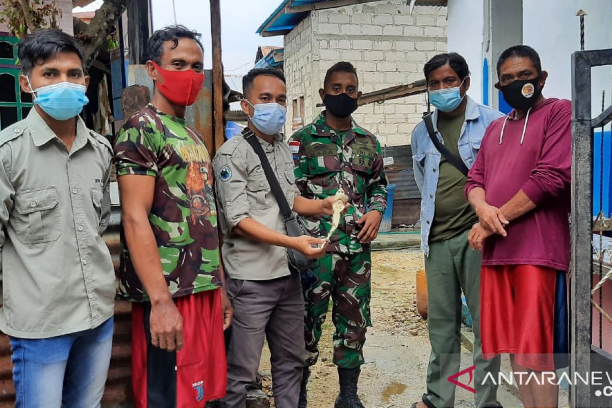 BBKSDA NTT: Bayi hiu berwajah mirip manusia masih dalam bentuk janin