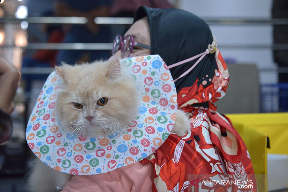 Kontes Kucing di Kota Gemilang