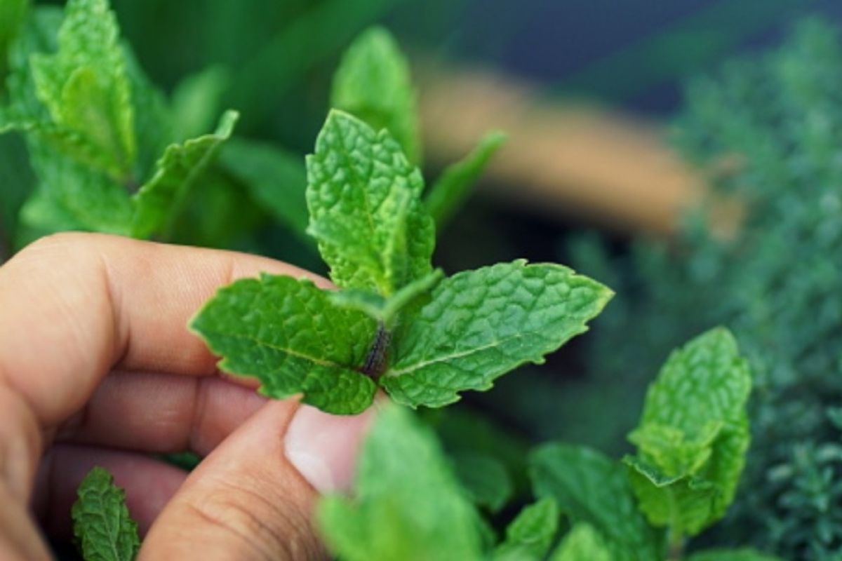 Sederet manfaat daun mint, pereda stres hingga obati asma