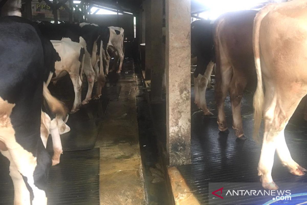 Kemarin, kasus baru COVID-19 hingga peternak sapi Jakarta