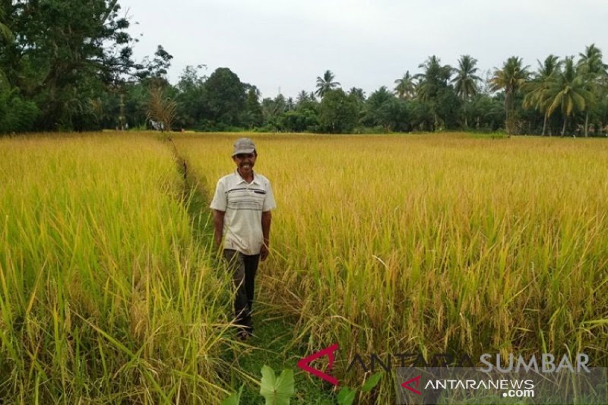 Sawah gagal panen diserang tikus, dua kelompok tani di  Agam dapat asuransi