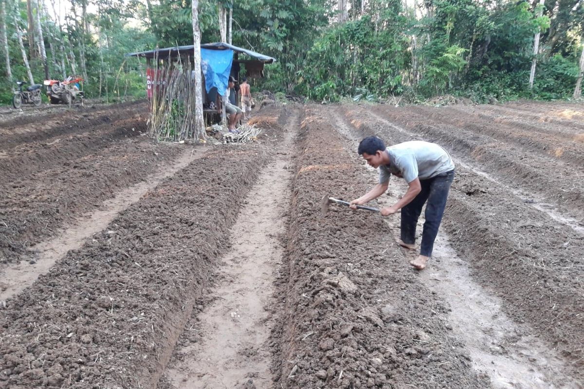 Petani Balangan berharap bimbingan Pemkab kembangkan tanaman Melon