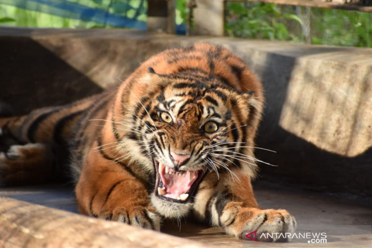 Ciuniang Nurantih, harimau korban konflik  dilepas ke Taman Nasional Kerinci Seblat