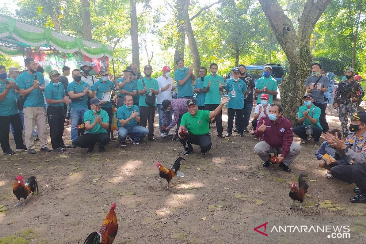 Anggota DPD RI dorong Bengkulu kembangkan potensi Ayam Brugo