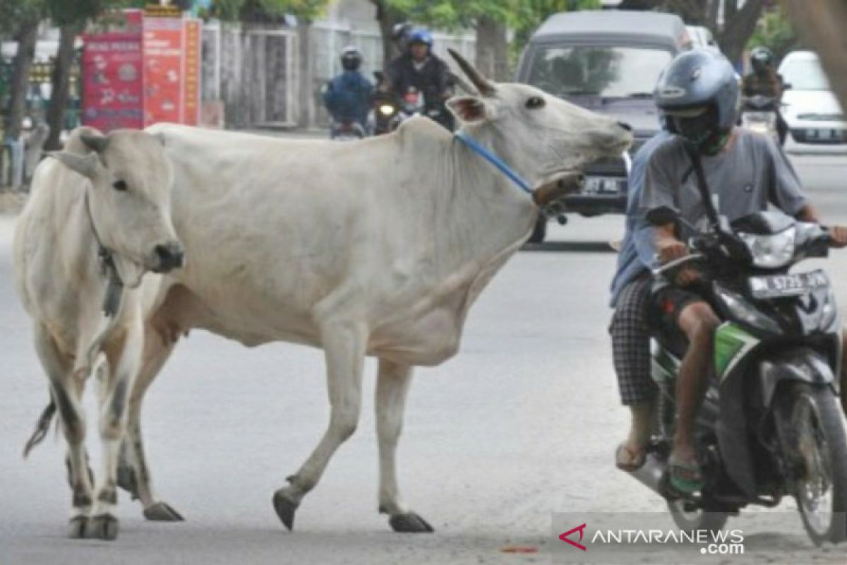 Pemkot Palu didesak tegakkan Perda Penertiban Hewan Ternak