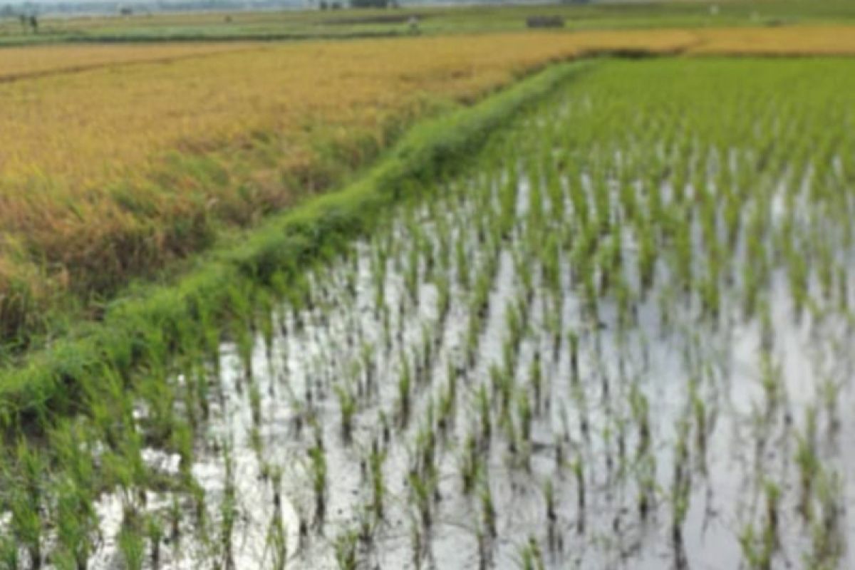 Luas panen padi di Sulut turun 0,31 persen