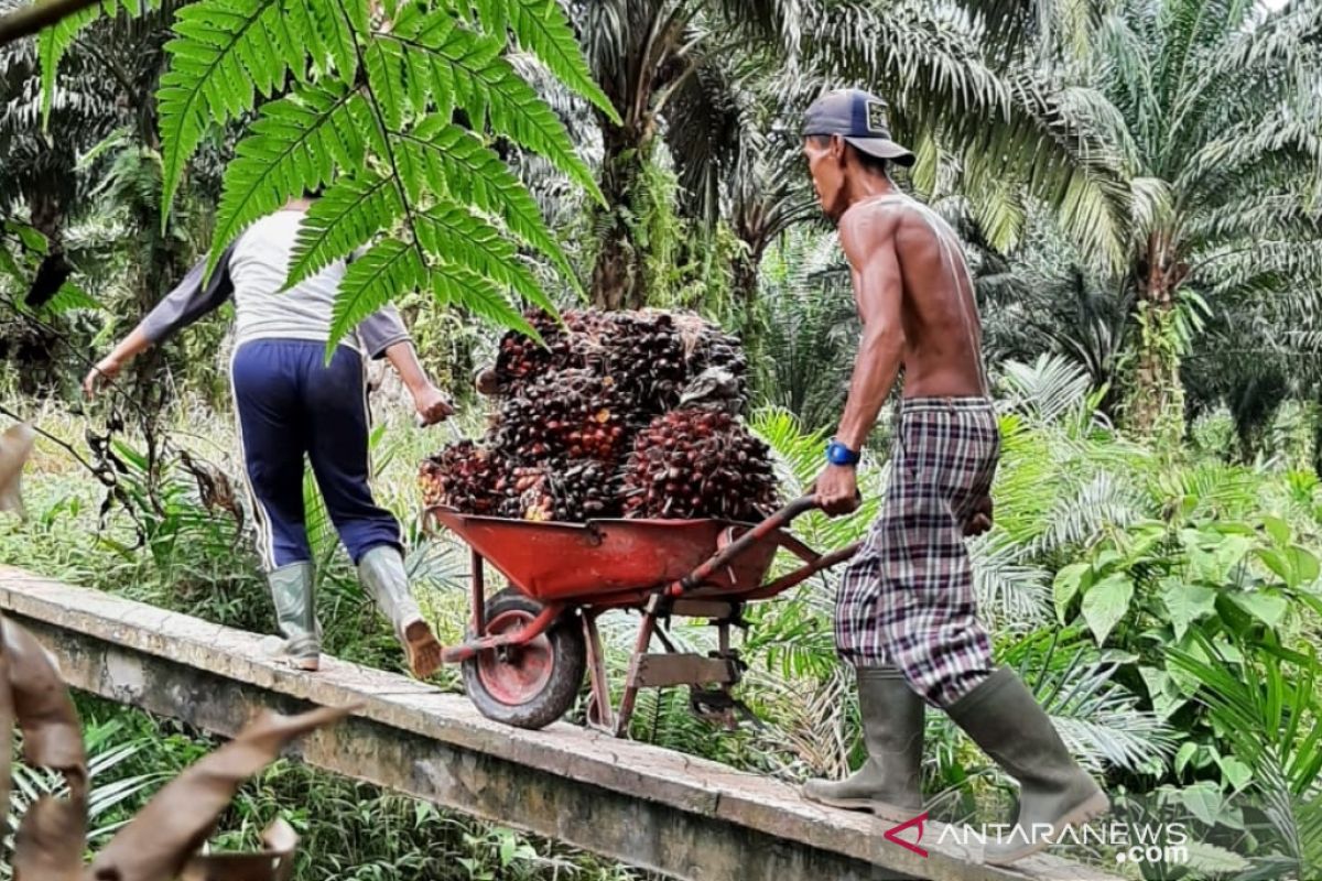 Nilai tukar petani Kalbar Februari tertinggi di Pulau Kalimantan 117,31 poin