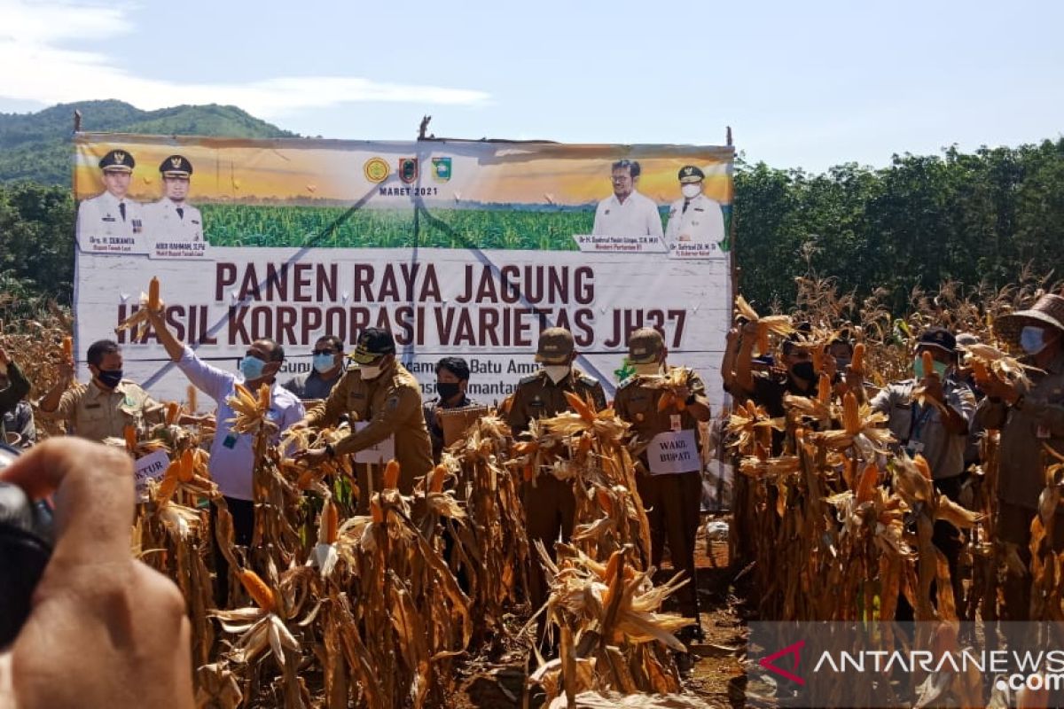 Penjabat Gubernur Kalsel panen raya bibit jagung katuju di Desa Gunung Melati