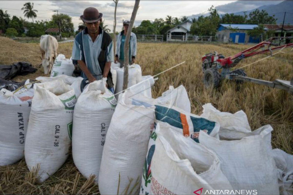 Produksi padi di Sulteng selama 2020 alami penurunan akibat banjir