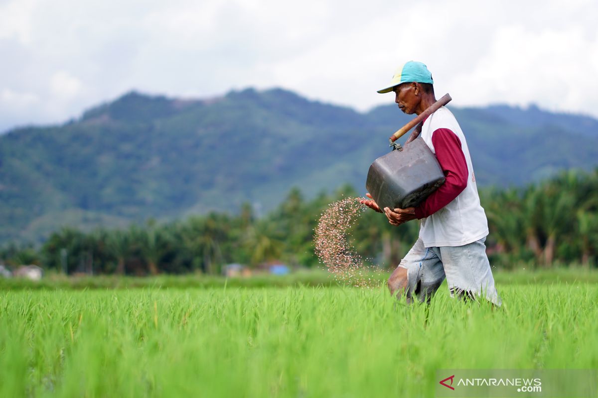 BPS: Nilai tukar petani Gorontalo turun 0,93 persen