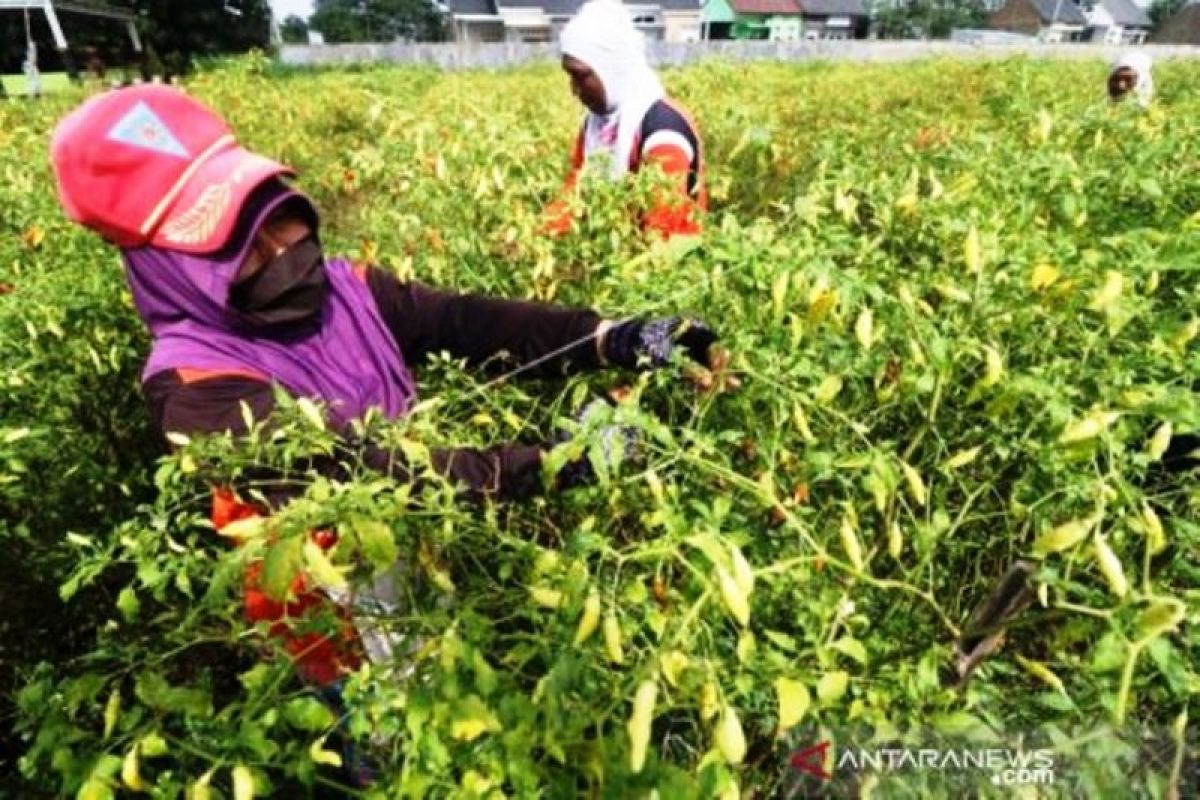 Harga cabai di pasar Merauke naik Rp80 ribu/kg