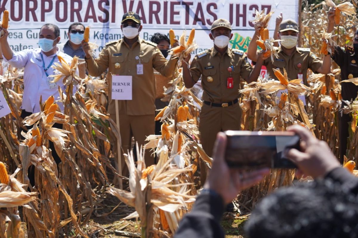 Bibit Jagung Katuju JH 37 Kalsel, mampu bersaing dengan benih impor