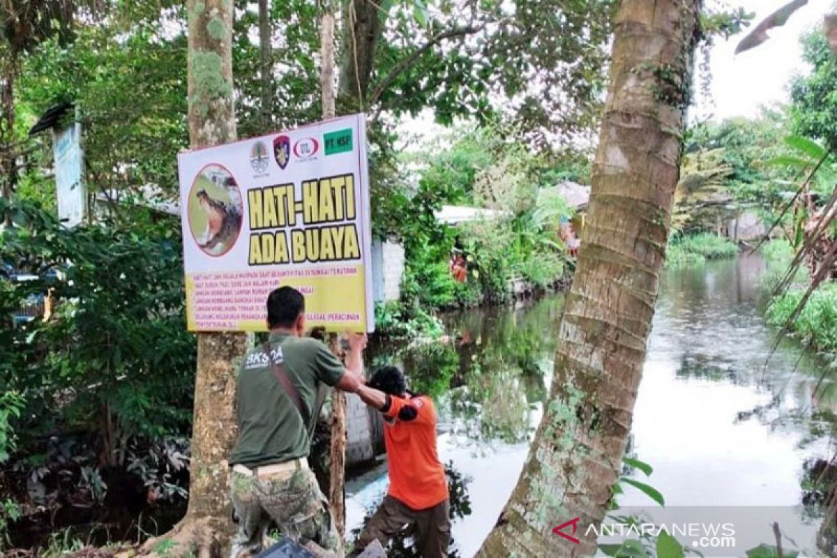 Garap wisata satwa buaya, Kotawaringin Timur ajukan izin ke KLHK