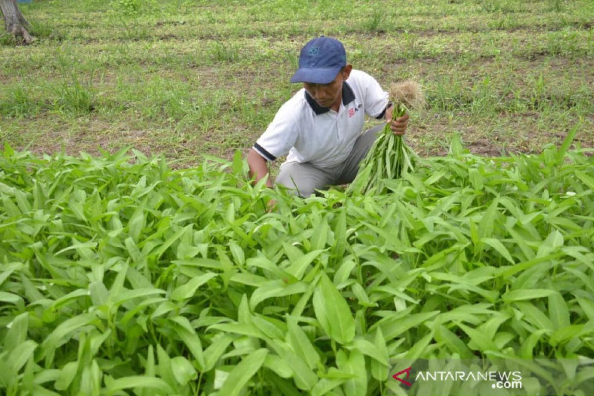 Cara unik Petani Perawang tanam Bayam dan Kangkung hasilkan cuan puluhan juta