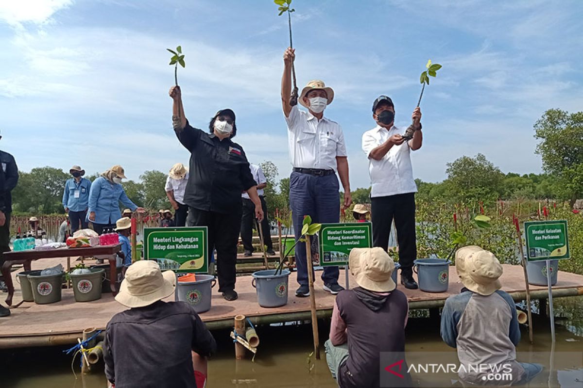 Luhut: Rehabilitasi 620.000 hektare mangrove terbesar sepanjang zaman